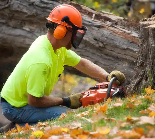 tree services Fairmount Heights